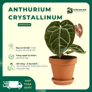 VƯỜN NHÀ ĐỨC Anthurium Crystallinum
