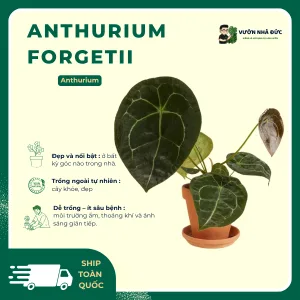 VƯỜN NHÀ ĐỨC Anthurium Forgetii