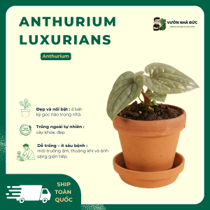 VƯỜN NHÀ ĐỨC Anthurium Luxurians
