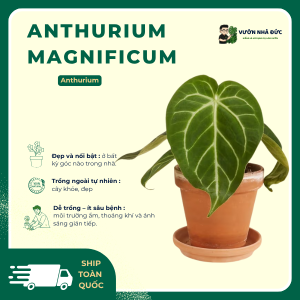 VƯỜN NHÀ ĐỨC Anthurium Magnificum