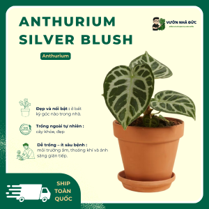 VƯỜN NHÀ ĐỨC Anthurium Silver Blush