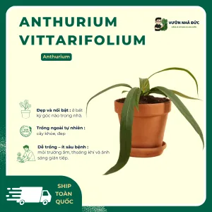 Anthurium Vittarifolium – Vẻ đẹp lá rủ độc đáo