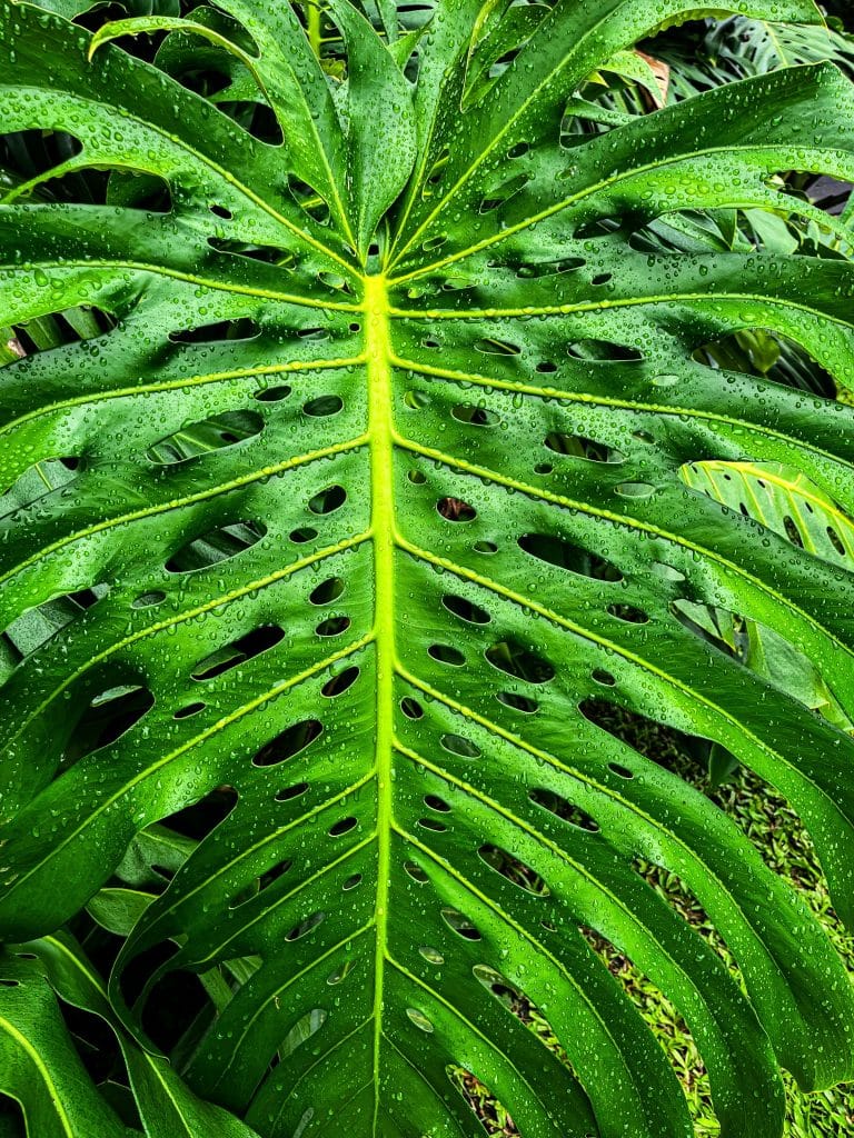 Chiếc lá Monstera xanh với những đường xẻ tự nhiên
