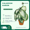 Caladium Aaron vuonnhaduc