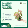 Caladium Carolyn Whorton vuonnhaduc.com