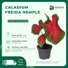 Caladium Freida Hemple vuonnhaduc.com