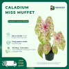 Caladium Miss Muffet vuonnhaduc.com