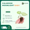 Caladium Moonlight BABY cấy mô vuonnhauduc.com
