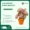Caladium Pink Beauty vuonnhaduc.com