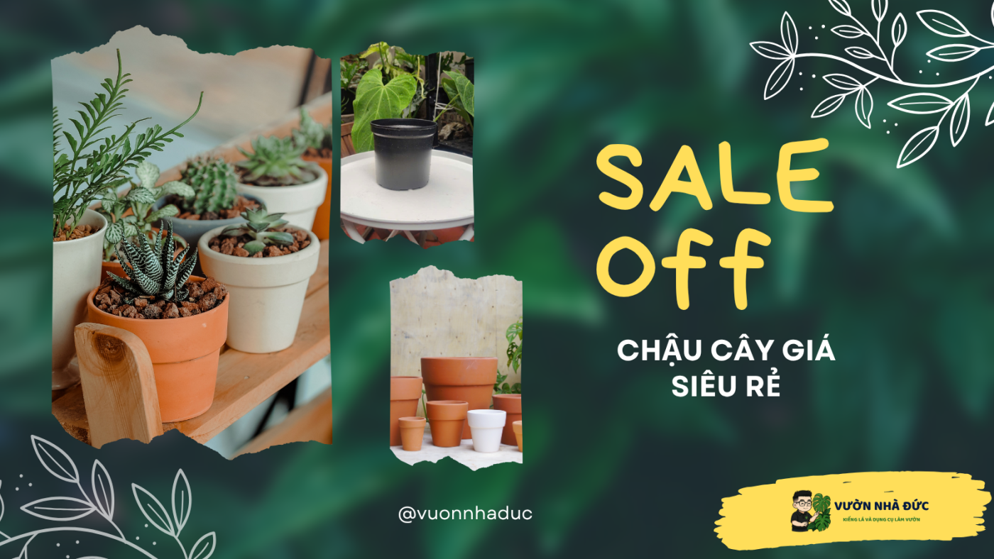 Chậu cây giá siêu rẻ