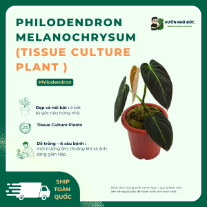 Philodendron Variegated Melanochrysum Cấy Mô