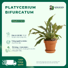 Platycerium bifurcatum vuonnhaduc.com