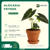 VƯỜN NHÀ ĐỨC ALOCASIA Frydek