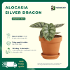 VƯỜN NHÀ ĐỨC ALOCASIA Silver Dragon