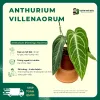 VƯỜN NHÀ ĐỨC Anthurium villenaorum