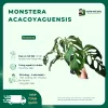 Monstera acacoyaguensis
