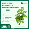 VƯỜN NHÀ ĐỨC Monstera esqueleto (Epipremnoides)