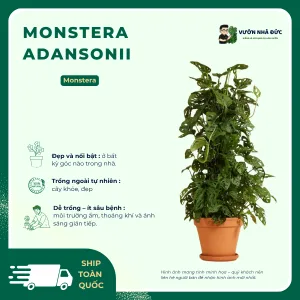 VƯỜN NHÀ ĐỨC Monsteras Adansonii