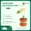 VƯỜN NHÀ ĐỨC Monsteras Deliciosa Mint baby