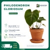 VƯỜN NHÀ ĐỨC Philodendron Gloriosum