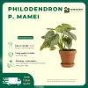 VƯỜN NHÀ ĐỨC Philodendron P. Mamei