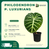 VƯỜN NHÀ ĐỨC Philodendron P. luxurians