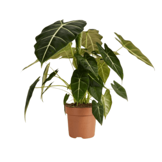 Kiểng Lá Alocasia