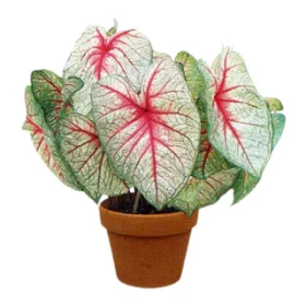 Caladium