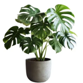 Monstera