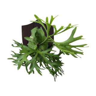 Kiểng Lá Platycerium