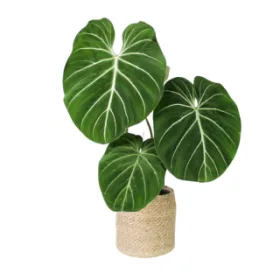 Philodendron