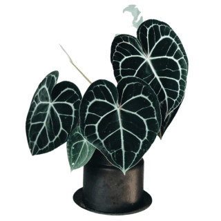 Kiểng Lá Anthurium
