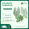 Caladium Candidum