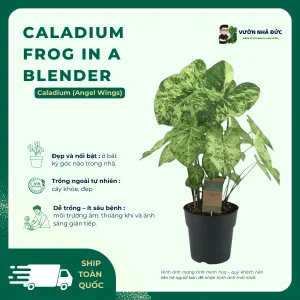 Caladium Frog in a Blender