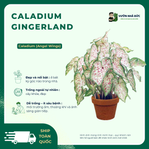 Caladium Gingerland