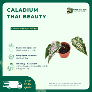 Caladium Thai Beauty