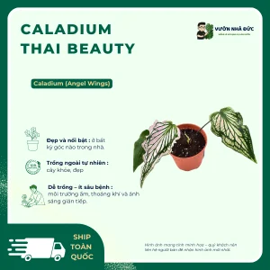 Caladium Thai Beauty