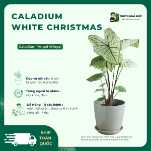 Caladium White Christmas