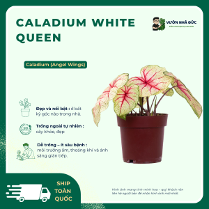 Caladium White Queen