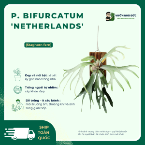 P. bifurcatum 'Netherlands'