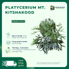 Platycerium 'Mt. Kitshakood
