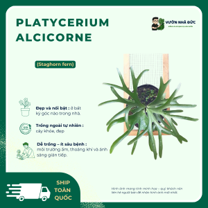Platycerium alcicorne