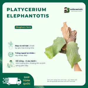 Platycerium elephantotis