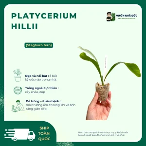 Platycerium hillii