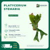 Platycerium stemaria