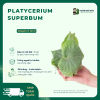 Platycerium superbum