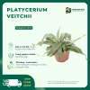 Platycerium veitchii