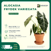 VƯỜN NHÀ ĐỨC ALOCASIA Frydek Variegata