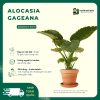 VƯỜN NHÀ ĐỨC ALOCASIA Gageana