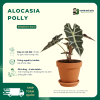 VƯỜN NHÀ ĐỨC ALOCASIA Polly